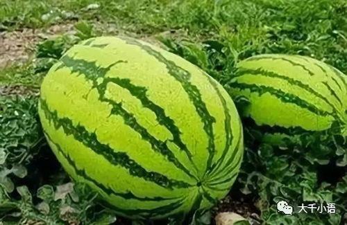 吃瓜网站热门大瓜,揭秘热门大瓜背后的真相