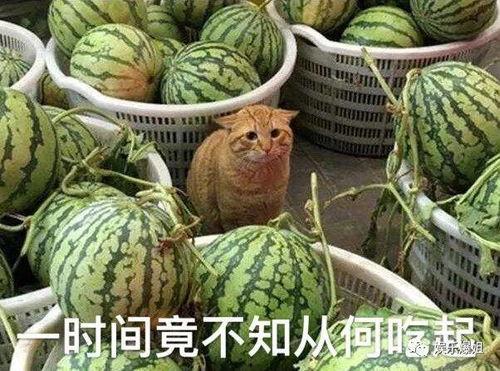 吃瓜不黑