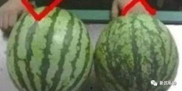 吃瓜网在线热门大瓜,热门大瓜背后的惊人真相
