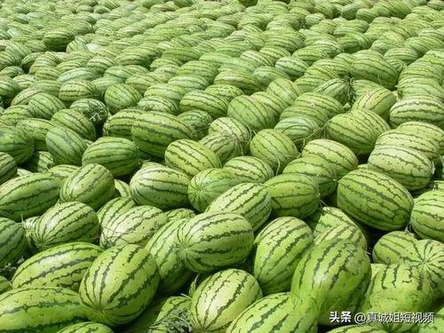 海外吃瓜 热门大瓜,揭秘热门大瓜背后的真相与内幕