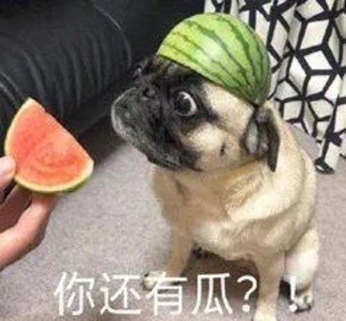 黑贝吃瓜,揭秘娱乐圈幕后故事