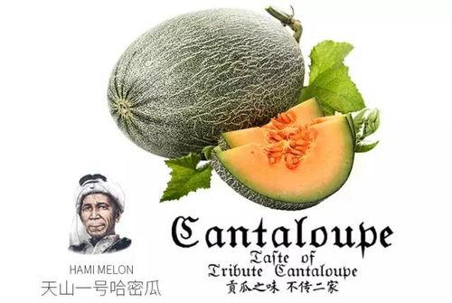 哪里吃热门瓜,哪里吃热门瓜，一网打尽全网热点