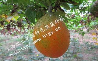 吃瓜天堂今日吃瓜,今日热点事件大盘点