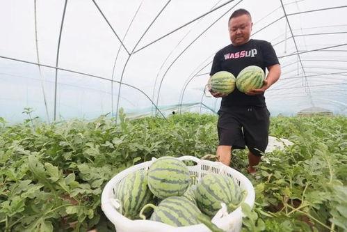 瓜田今日吃瓜人人吃瓜,全民吃瓜，娱乐至上