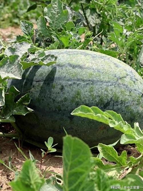 今日滕州吃瓜,街头巷尾热议不断，美食狂欢席卷全城