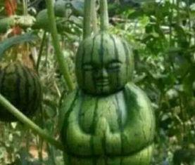 海外热门吃瓜,揭秘海外那些令人捧腹的“吃瓜”事件