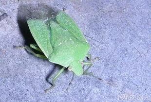 瓜黑蝽吸吃榆树汁,共生关系下的生态奥秘