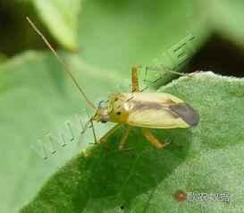 瓜黑蝽吸吃榆树汁,共生关系下的生态奥秘