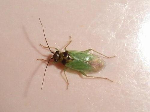 瓜黑蝽吸吃榆树汁,共生关系下的生态奥秘