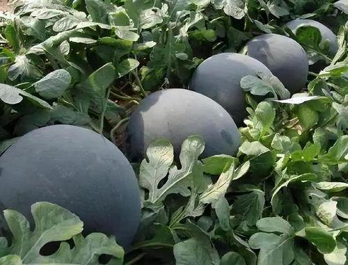 吃瓜黑产,网络舆论场中的神秘力量