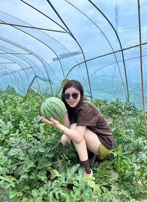 今日吃瓜 瓜田,瓜田里的新鲜趣事大盘点