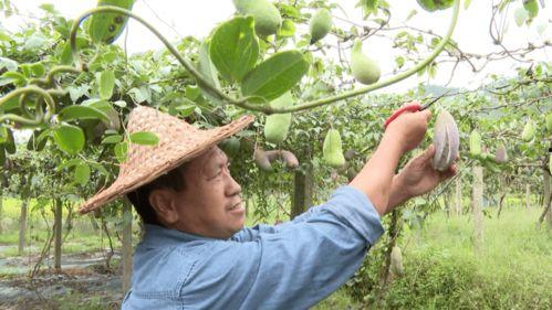 丽水今日吃瓜,瓜田里的新鲜事儿