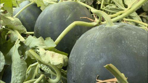 丽水今日吃瓜,瓜田里的新鲜事儿