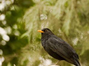 黑鸟吃瓜,揭秘瓜田里的秘密风云