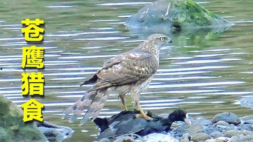 黑鸟吃瓜,揭秘瓜田里的秘密风云