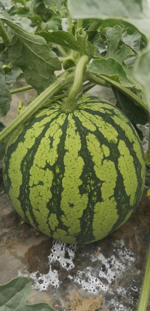 今日必吃瓜,揭秘娱乐圈最新热点事件