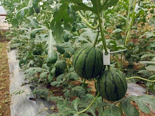 九五热门吃瓜,揭秘娱乐圈最新热点事件