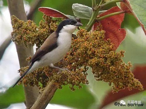 hq吃瓜雀黑雀,揭秘黑雀背后的真相与争议