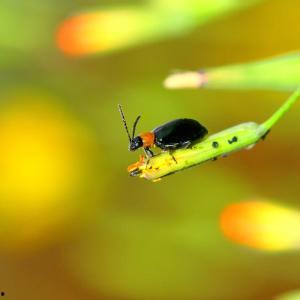 黑科吃瓜,揭秘校园风云背后的真相