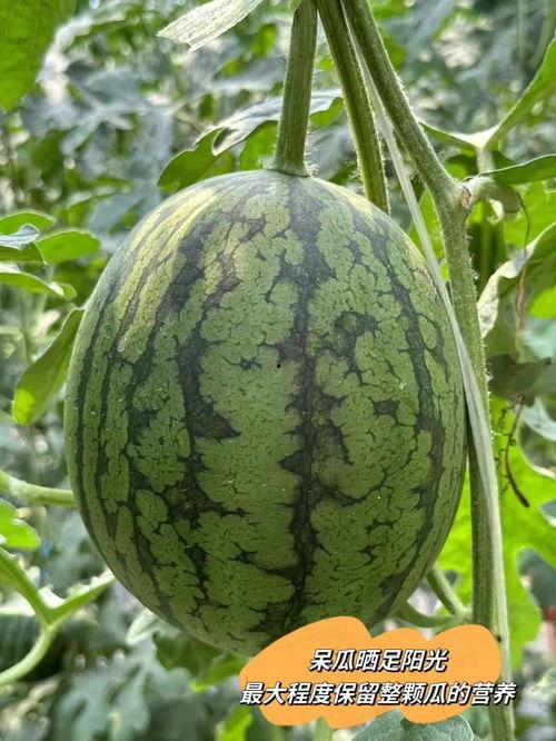 热门吃瓜中心,热门吃瓜中心最新爆料大盘点