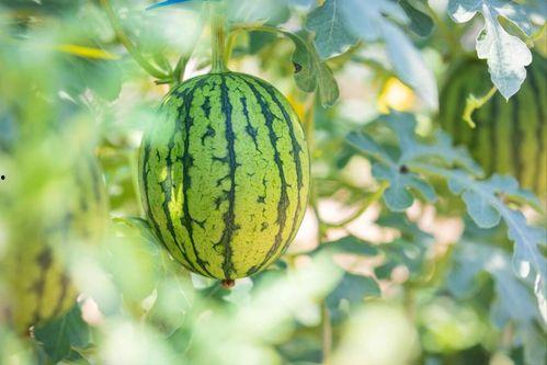 热门吃瓜中心,热门吃瓜中心最新爆料大盘点