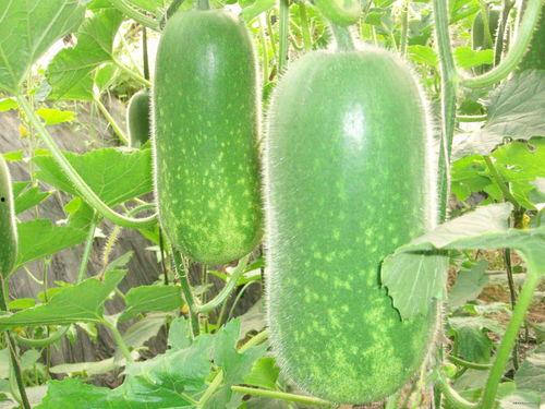 吃瓜ccgg今日,揭秘娱乐圈背后的那些事儿