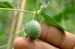 热门吃瓜小合集,热门吃瓜小合集，揭秘娱乐圈幕后真相