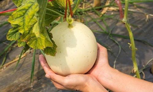 热门吃瓜资源,热点事件大盘点