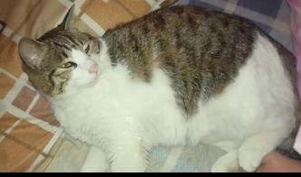 猫猫吃瓜娱乐圈,趣味横生的娱乐圈幕后故事