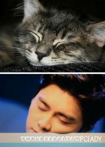 猫猫吃瓜娱乐圈,趣味横生的娱乐圈幕后故事