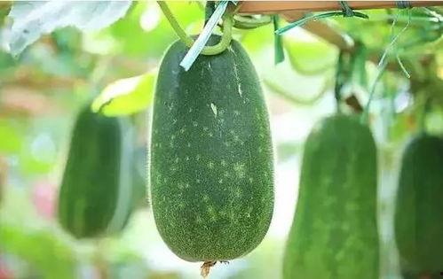 吃瓜各种热门文章,盘点近期热门事件背后的真相与争议